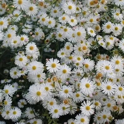 Болтония СНОУБЭНК в Кургане