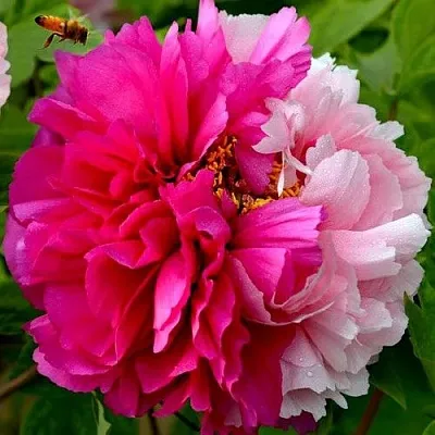 Пион ДВЕ СЕСТРЫ древовидный в Кургане