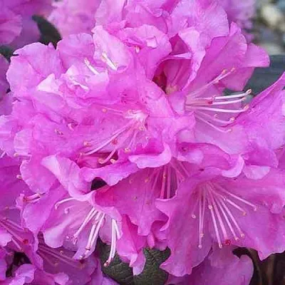 Рододендрон П.Ж.М. ЭЛИТ  Рододендрон П.Ж.М. ЭЛИТ в Кургане