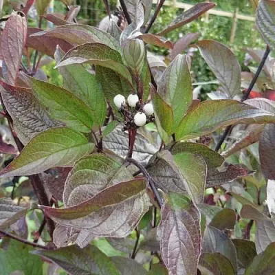 Дерен КЕССЕЛЬРИНГИ  Дерен КЕССЕЛЬРИНГИ в Кургане