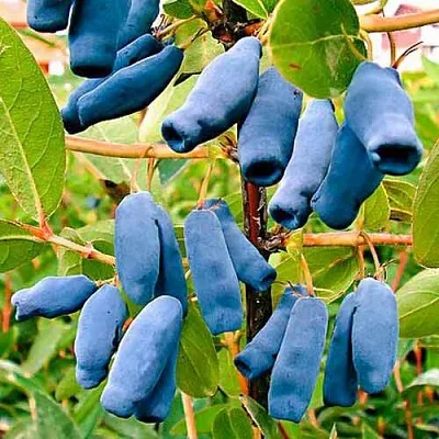 Жимолость съедобная НИМФА (ГАММА)  Жимолость съедобная НИМФА (ГАММА) в Кургане