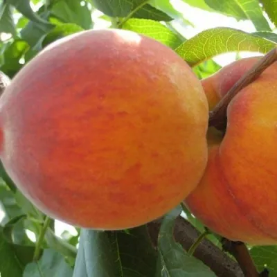 Персик СОЧНЫЙ — описание сорта Персик СОЧНЫЙ в Кургане