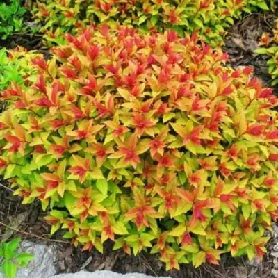 Спирея ГОЛДФЛЕЙМ в Кургане