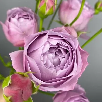 Саженцы роз ЛАВЕНДЕР БАБЛС спрей  Саженцы роз ЛАВЕНДЕР БАБЛС спрей в Кургане