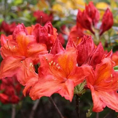 Азалия ЛИЛИНШТЕЙН японская  Азалия ЛИЛИНШТЕЙН японская в Кургане