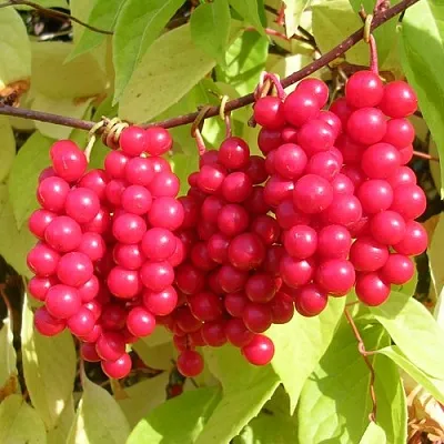 Лимонник  Лимонник в Кургане