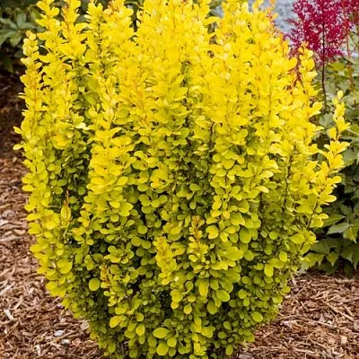 Барбарис ГОЛДЕН ТОРЧ тунберга в Кургане