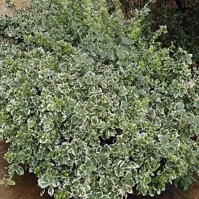 Бересклет ЭМЕРАЛЬД ГАИТИ форчуна  Бересклет ЭМЕРАЛЬД ГАИТИ форчуна в Кургане