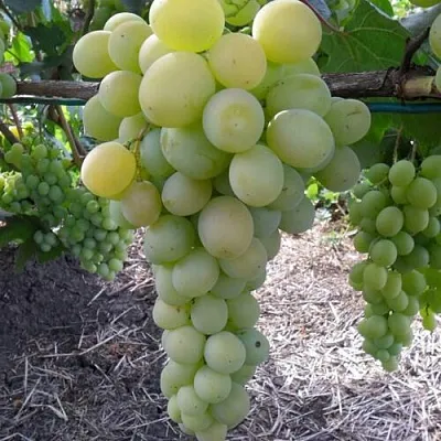 Виноград ФРУМОАСА АЛБЭ  Виноград ФРУМОАСА АЛБЭ в Кургане