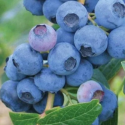 Голубика ЭРЛИБЛЮ в Кургане