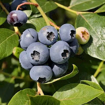 Голубика ШАНТЕКЛЕР в Кургане