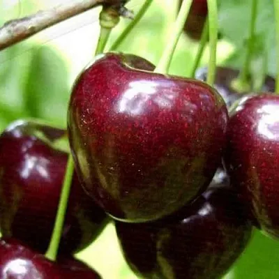 Черешня РОССОШАНСКАЯ КРУПНАЯ  Черешня РОССОШАНСКАЯ КРУПНАЯ в Кургане