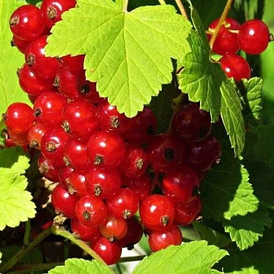 Смородина красная ГАЗЕЛЬ в Кургане