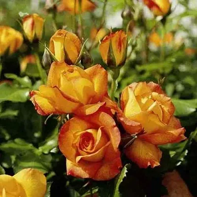 Саженцы роз САХАРА плетистая  Саженцы роз САХАРА плетистая в Кургане