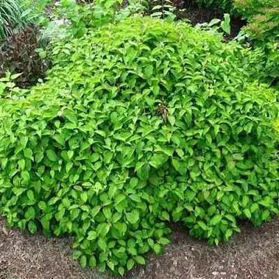 Дерен КЕЛСЕИ шелковистый   Дерен КЕЛСЕИ шелковистый  в Кургане