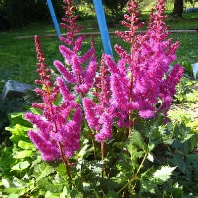 Астильба ЭЛИЗАБЕТ ВАН ВИН японская в Кургане