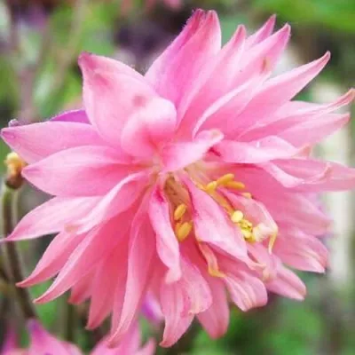 Аквилегия БАРЛОУ ПИНК гибрид МакКаны — описание сорта Аквилегия БАРЛОУ ПИНК гибрид МакКаны в Кургане