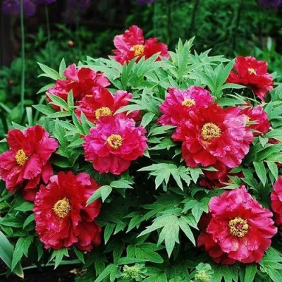 Пион КРАСНЫЙ ЛОТОС древовидный в Кургане