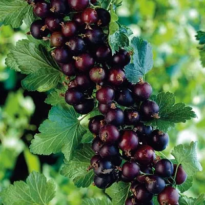 Йошта  Йошта в Кургане