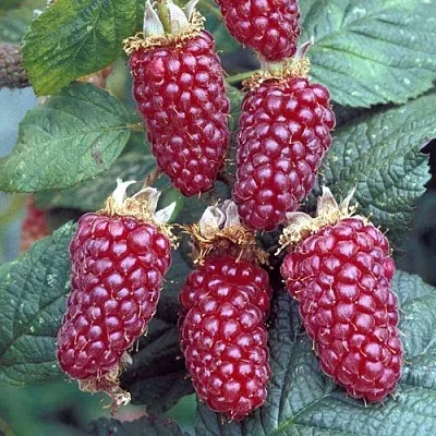 Ежемалина ТАЙБЕРРИ  Ежемалина ТАЙБЕРРИ в Кургане