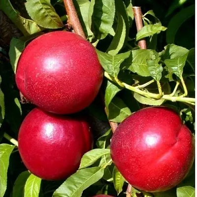 Нектарин ХАРКО  Нектарин ХАРКО в Кургане