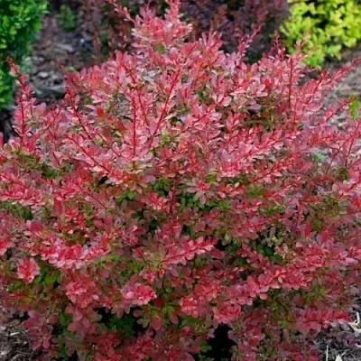 Барбарис ГОЛДЕН РИНГ тунберга в Кургане