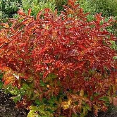 Вейгела ОГНЕННЫЕ КРЫЛЬЯ  Вейгела ОГНЕННЫЕ КРЫЛЬЯ в Кургане