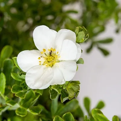 Лапчатка СНОУБЕРД кустарниковая  Лапчатка СНОУБЕРД кустарниковая в Кургане