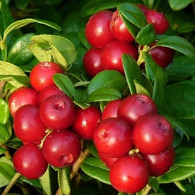 Клюква  Клюква в Кургане