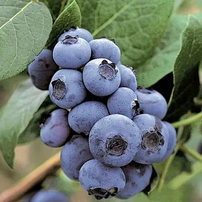 Голубика ПАТРИОТ в Кургане