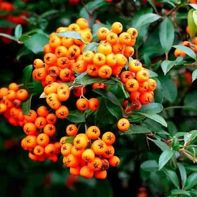 Пираканта ОРАНЖ ГЛОУ  Пираканта ОРАНЖ ГЛОУ в Кургане