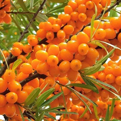 Облепиха  Облепиха в Кургане