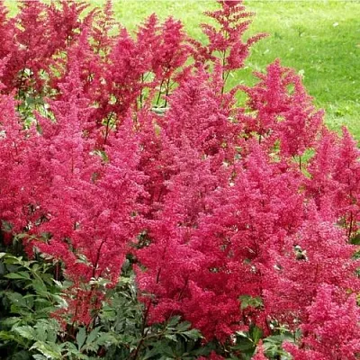 Астильба СКАЙСКРЕЙПЕР китайская в Кургане