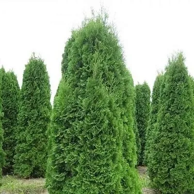 Туя КОЛУМНА западная  Туя КОЛУМНА западная в Кургане