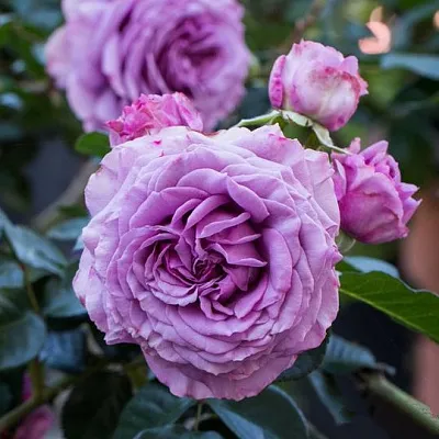 Саженцы роз СИЛЬВЕР КВИК плетистая  Саженцы роз СИЛЬВЕР КВИК плетистая в Кургане