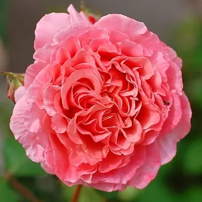 Саженцы роз ЛОРАН КАБРОЛЬ шраб  Саженцы роз ЛОРАН КАБРОЛЬ шраб в Кургане