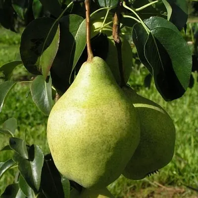 Груша МИНСКАЯ колонновидная  Груша МИНСКАЯ колонновидная в Кургане