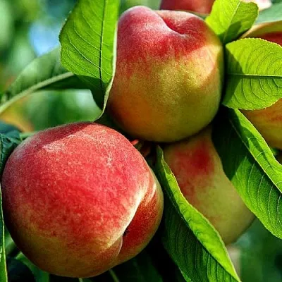 Персик  Персик в Кургане