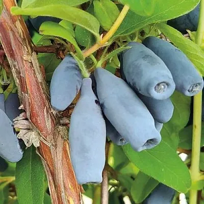 Жимолость съедобная ВОСТОРГ  Жимолость съедобная ВОСТОРГ в Кургане