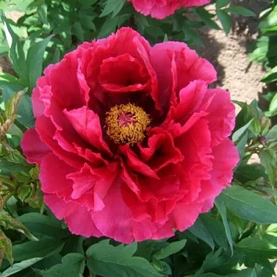 Пион КРАСНЫЙ ГИГАНТ древовидный в Кургане