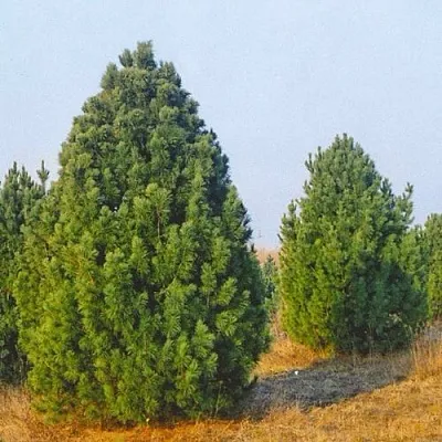 Сосна черная ПИРАМИДАЛИС  Сосна черная ПИРАМИДАЛИС в Кургане