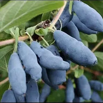 Жимолость съедобная СИНИЙ ШАРИК  Жимолость съедобная СИНИЙ ШАРИК в Кургане