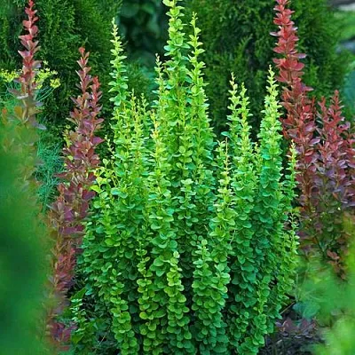 Барбарис ЭРЕКТА тунберга в Кургане