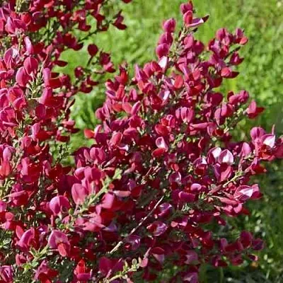 Ракитник БОСКОП РУБИ   Ракитник БОСКОП РУБИ  в Кургане