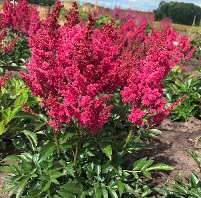 Астильба ЛАКИ ДЕЙ Арендса в Кургане