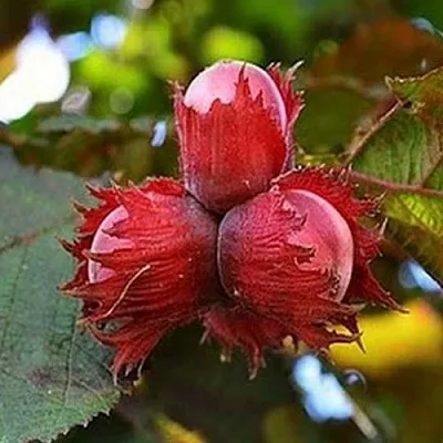 Фундук КРАСНЫЙ ЯНТАРЬ в Кургане