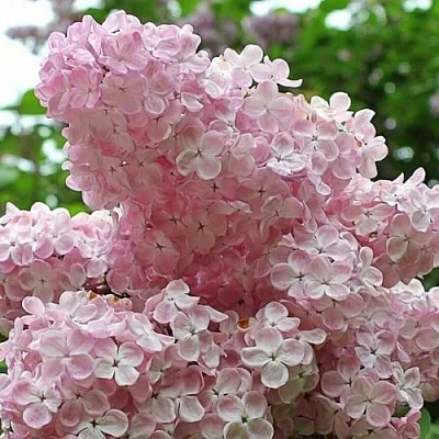 Сирень ВЕЧЕРНИЙ ЗВОН  Сирень ВЕЧЕРНИЙ ЗВОН в Кургане