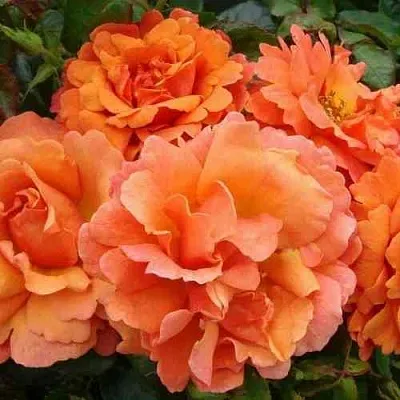 Саженцы роз БРИДЖ ОФ САЙЗ плетистая  Саженцы роз БРИДЖ ОФ САЙЗ плетистая в Кургане