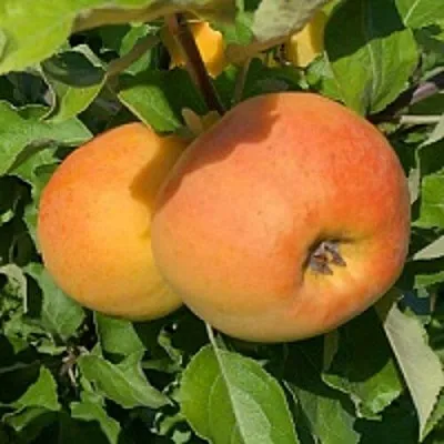 Яблоня АНТОНОВКА ЗОЛОТАЯ  Яблоня АНТОНОВКА ЗОЛОТАЯ в Кургане