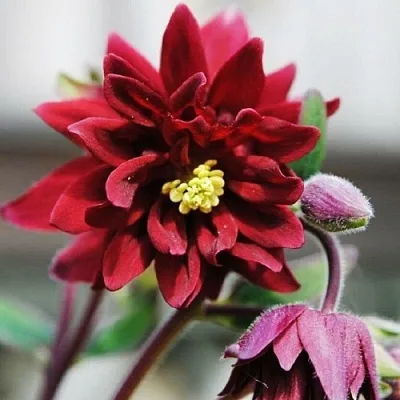 Аквилегия РУБИ ПОРТ обыкновенная в Кургане